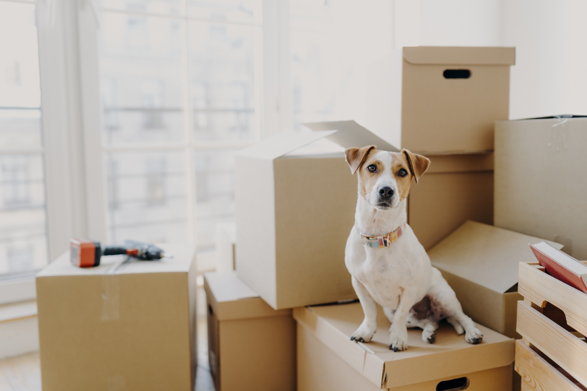 Read more about the article How to successfully complete your move with pets